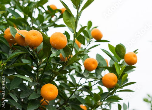Kumquat, the symbol of Vietnamese lunar new year. In nearly every household, crucial purchases for Tet include the peach "hoa dao" and kumquat plants