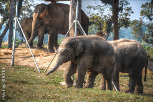 elephants in Chitwan