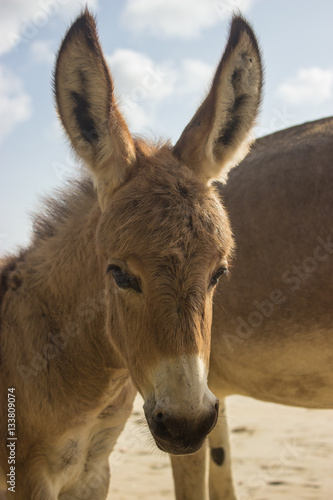 Baby Donkey © Raul