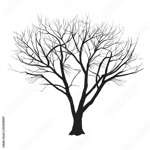 Poplar silhouette in the winter