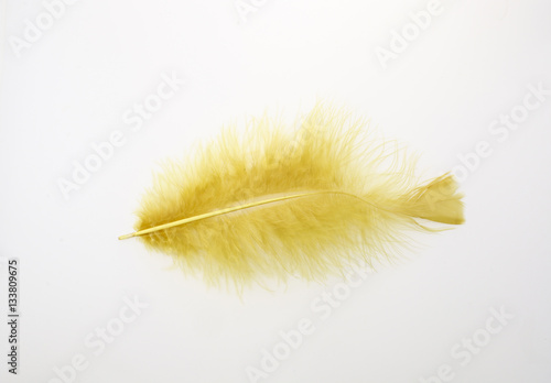 Single yellow feather isolated on white background