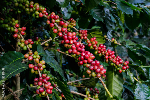 red arabica coffee berries