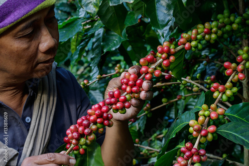 man harvests arabica coffee berries
