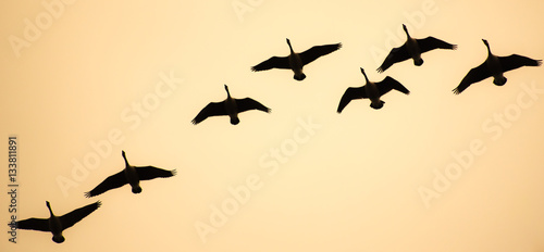 Soaring Canadian Geese