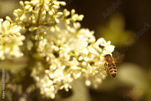 bee pollinating white flower in the garden © perfidni1
