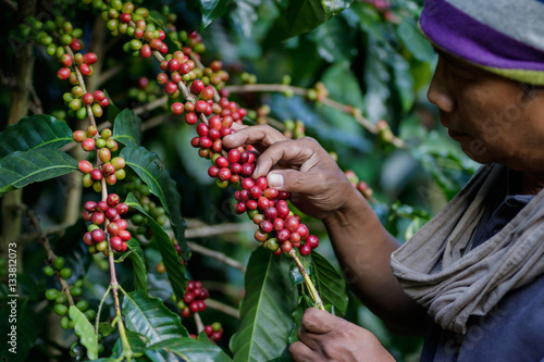 man harvests arabica coffee berries