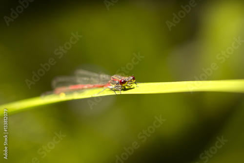 dragonfly sitting on the grass by the lake © perfidni1