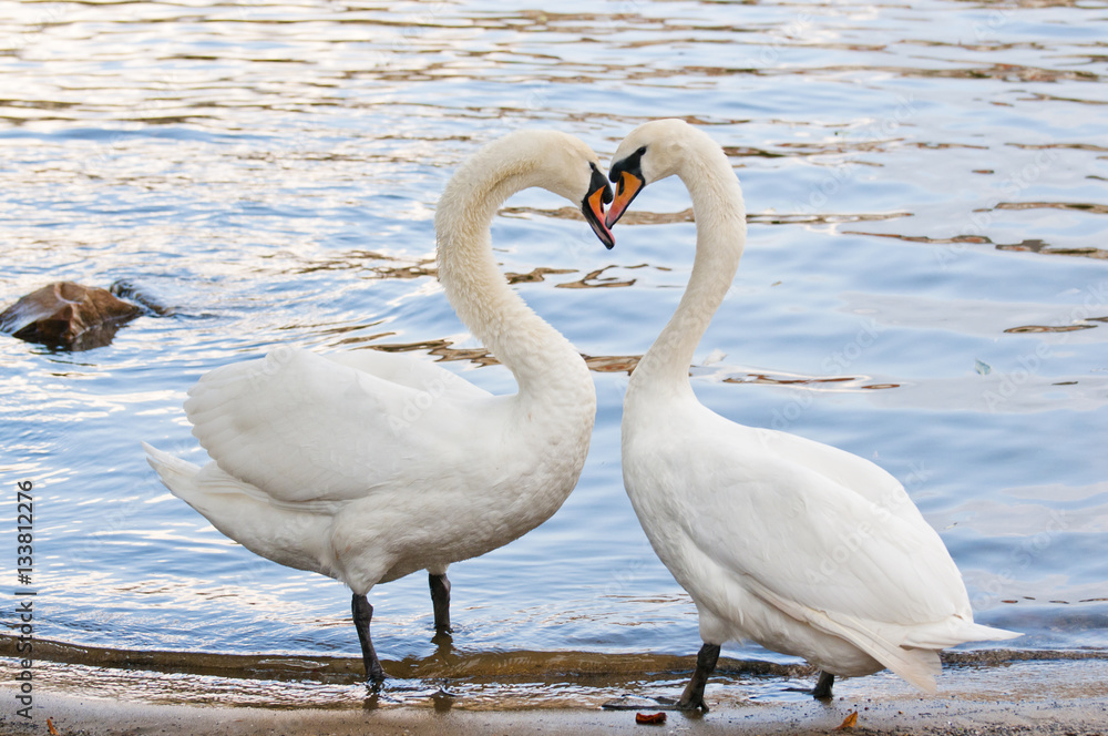 Two beautiful swan standing on the bank of the river, the silhou Two beautiful swan standing on the bank of the river, the silhou