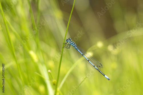 dragonfly sitting on the grass by the lake © perfidni1