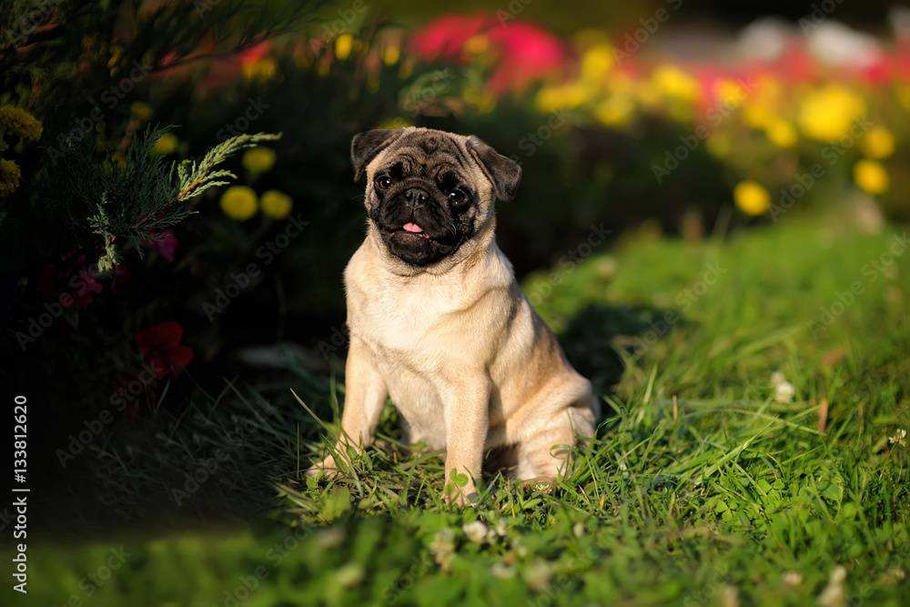 A small dog sits on the lawn among the bright flowers in the summer and smiling. Portrait of a pug