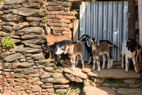 Several young goats standing near a stone wall