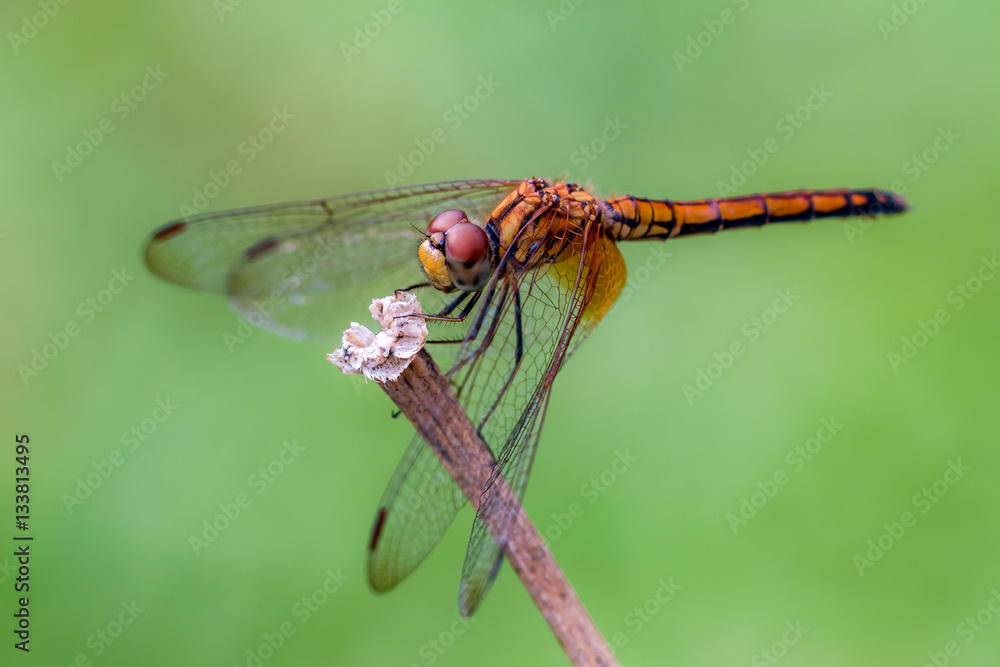 Orange Dragonfly Orange Dragonfly