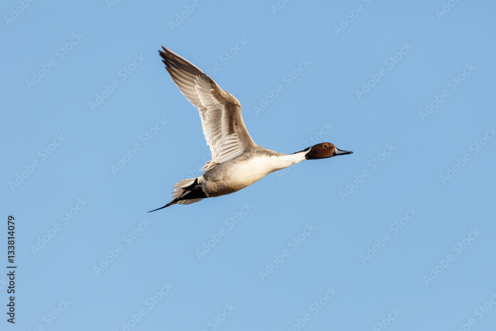 Obraz premium northern pintail