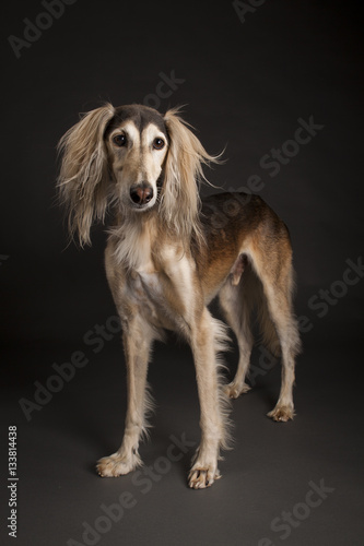 Tapety artystyczne Saluki Studio