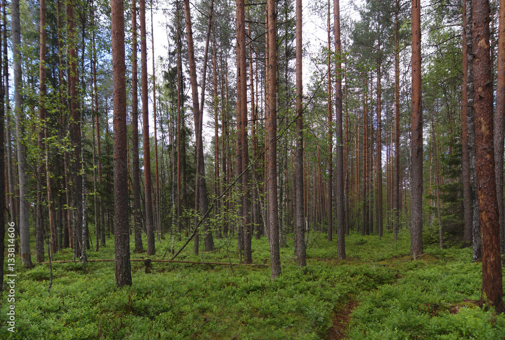 Footpath in a pine forest, a lot of greenery on the ground, straight trunks of pine trees, summer