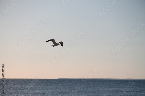 Seagull in flight