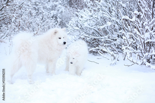 two samoyed dog walk in winter forest 