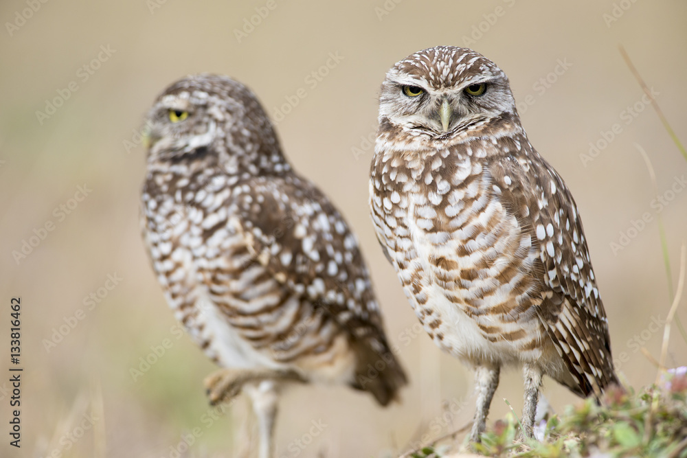 Angry Florida Burrowing Owl Pair Angry Florida Burrowing Owl Pair