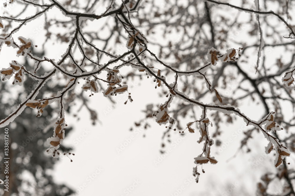 Snow-covered tree branches in the background of the winter sky Snow-covered tree branches in the background of the winter sky
