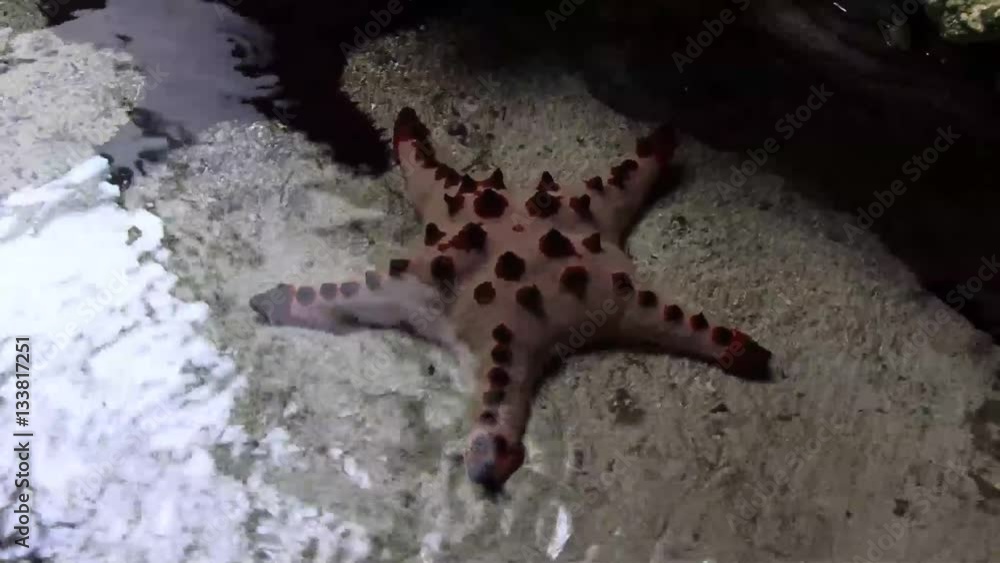 Star Fish under the water