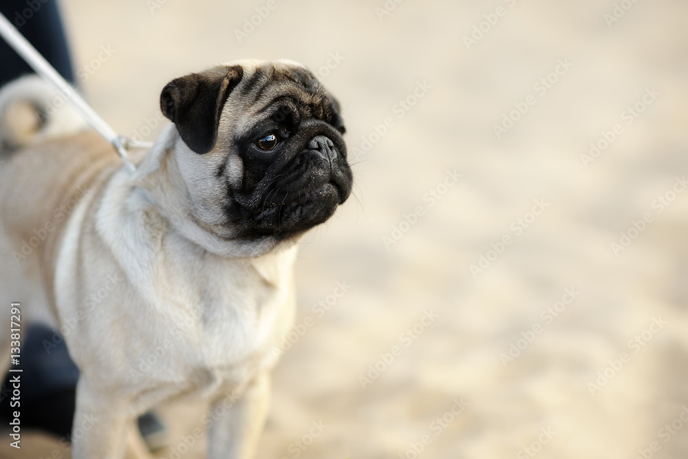 A small dog stands on the sand and look into the distance. Summer portrait of a pug