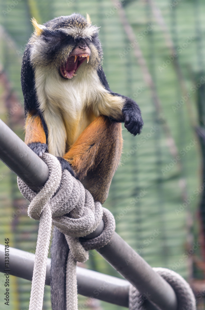 Monkey  San Diego Zoo