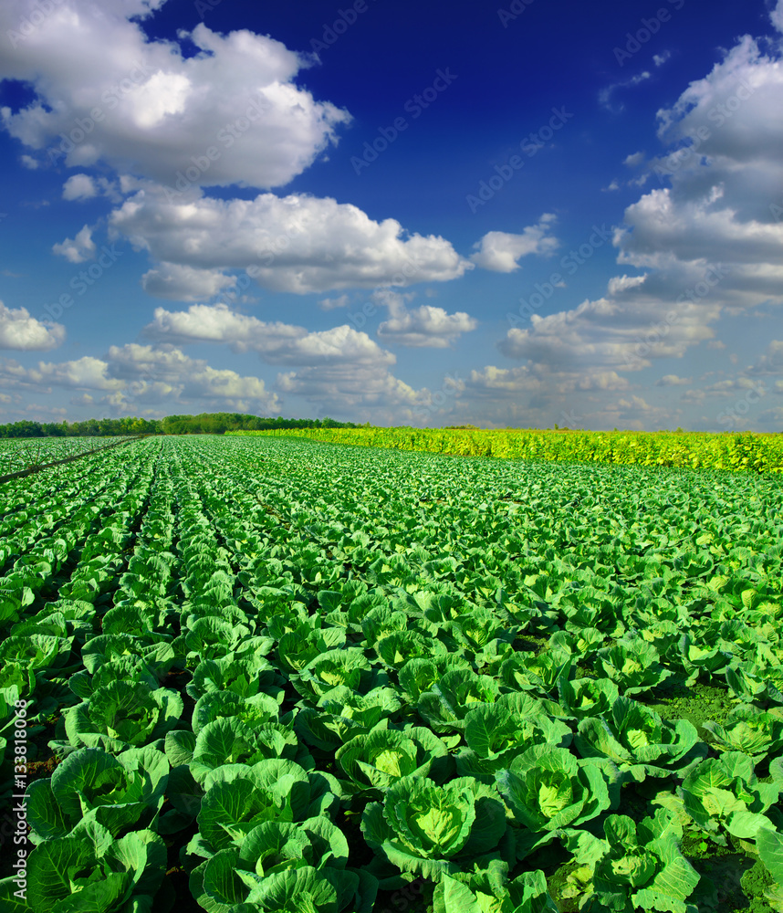 Cabbage plantation Cabbage plantation