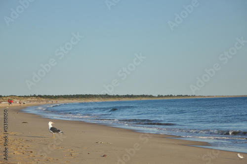 A single seagull on the beach