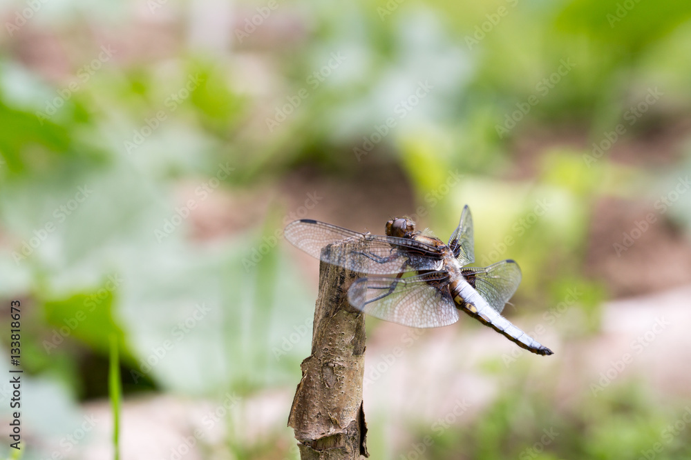 Хищное насекомое стрекоза сидит на палке