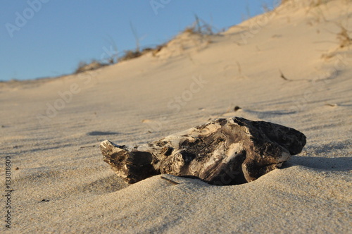Driftwood in the beach sand