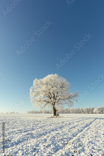 Single one tree covered by heavy frost