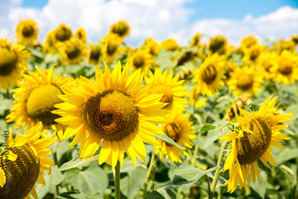 Sunflowers on the summer field with blue sky background and white clouds. Sunflowers on the summer field with blue sky background and white clouds.