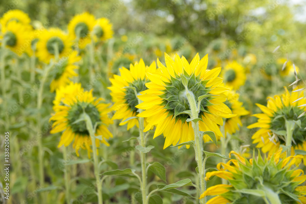 Few sunflowers captured from back side. Yelow flowers on the summer field. Sunflowers capture from back. Few sunflowers captured from back side. Yelow flowers on the summer field. Sunflowers capture from back.