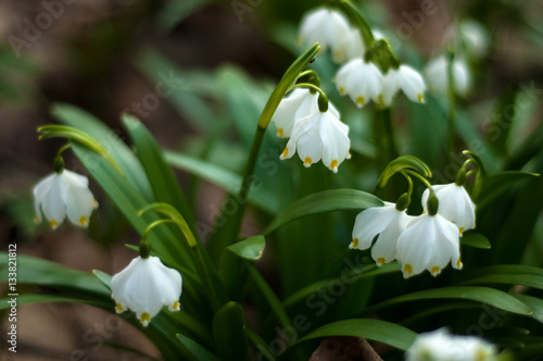 Snowdrop spring flowers. Delicate Snowdrop flower is one of the spring symbols telling us winter is leaving and we have warmer times ahead. Fresh green well complementing the white blossoms. © Viktoria