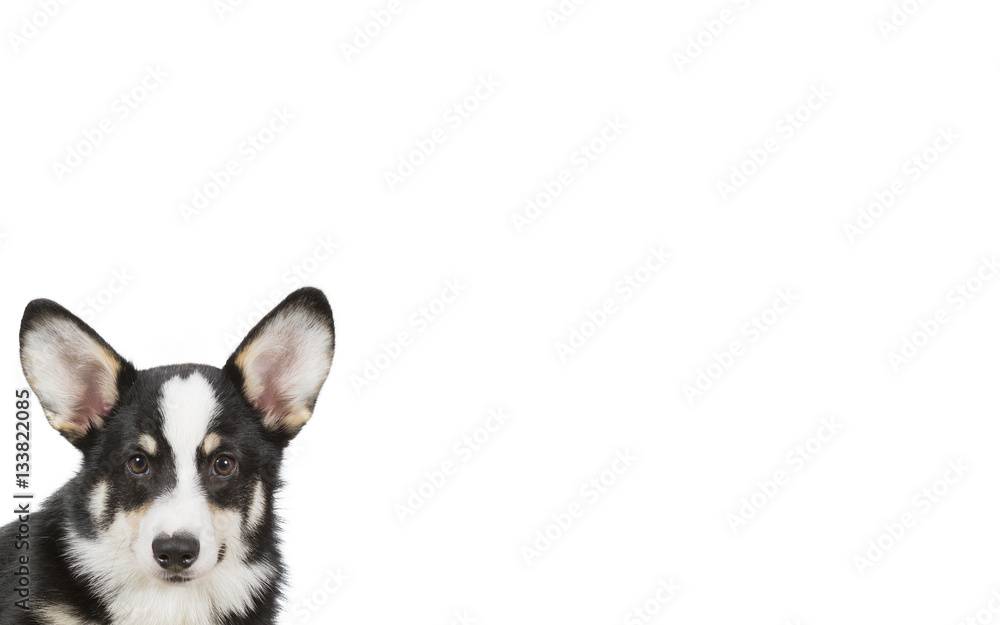 Funny looking puppy isolated on white for copy space use. Welsh Corgi Pembroke puppy. Indoor image.