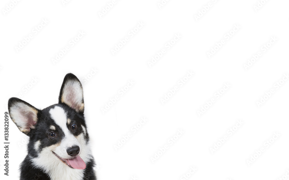 Funny looking puppy isolated on white for copy space use. Welsh Corgi Pembroke puppy. Indoor image. Funny looking puppy isolated on white for copy space use. Welsh Corgi Pembroke puppy. Indoor image.