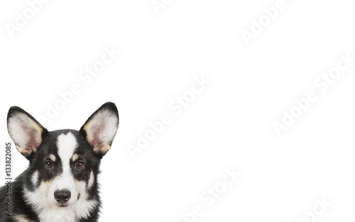 Funny looking puppy isolated on white for copy space use. Welsh Corgi Pembroke puppy. Indoor image. © Jne Valokuvaus