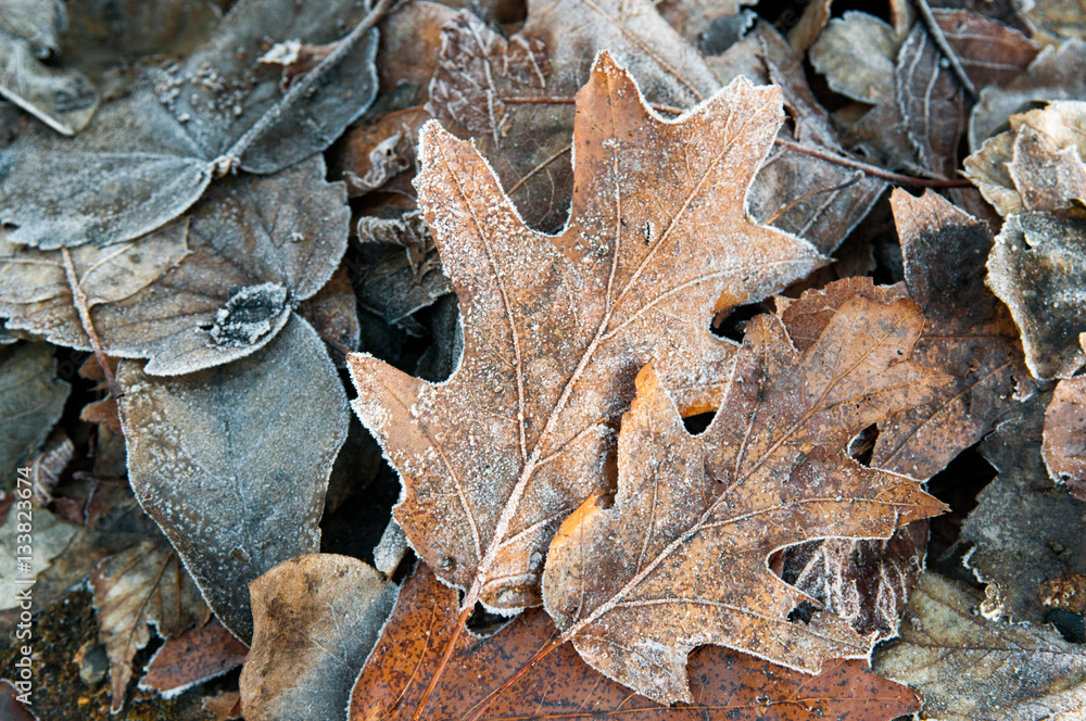 frozen leaves on the ground with icy frost