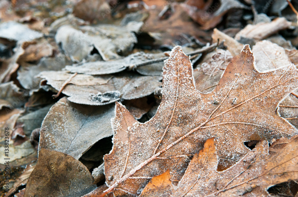 frozen leaves on the ground with icy frost frozen leaves on the ground with icy frost