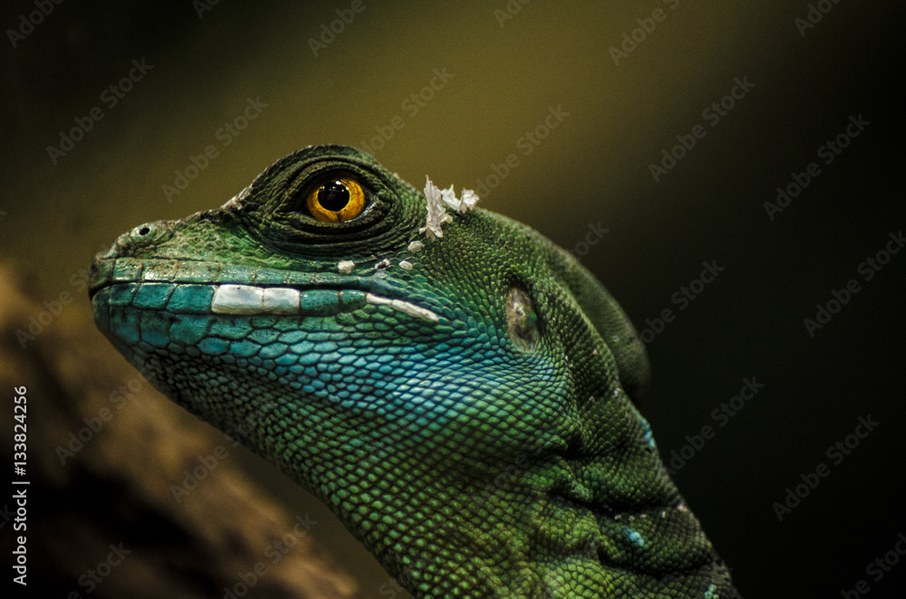 Basilisk StockFoto Adobe Stock