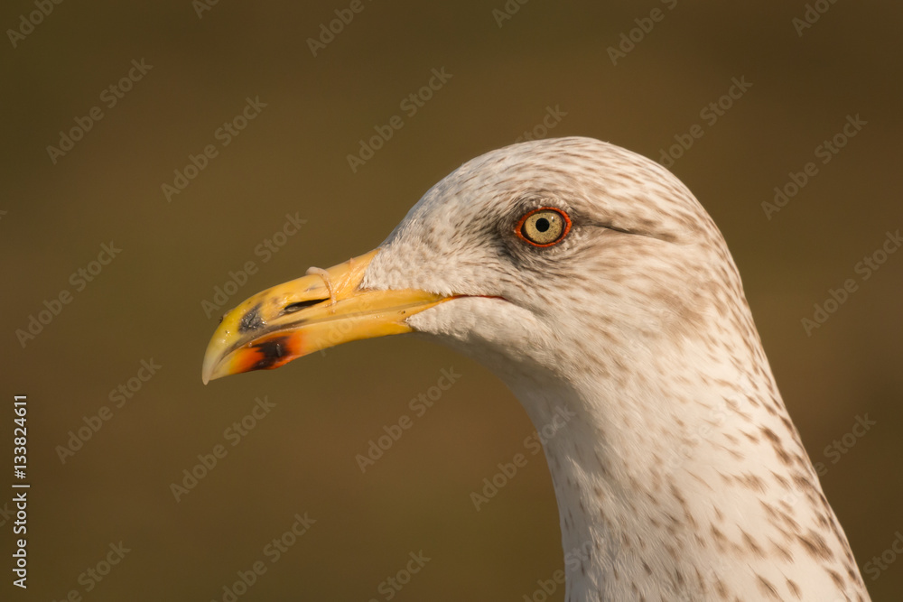 Portrait of a seagull with yellow peak Portrait of a seagull with yellow peak
