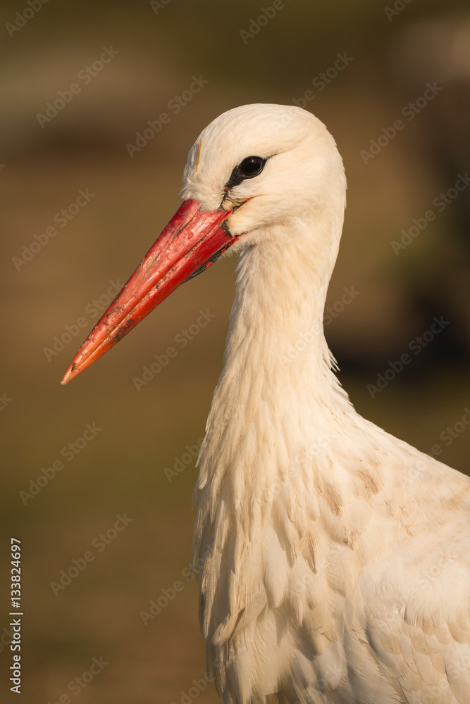 Fototapeta premium Natural profile of a elegant stork