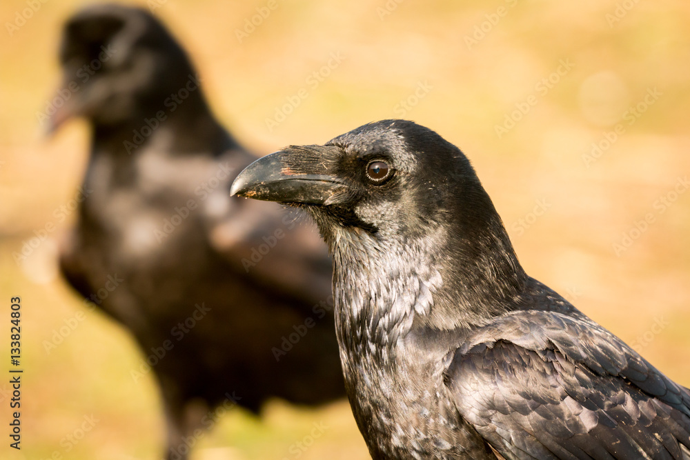 Fototapeta premium Two black crows