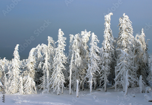 winter forest in sunlight
