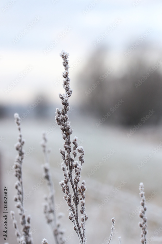 Naklejka premium Gräser am frostigen Morgen