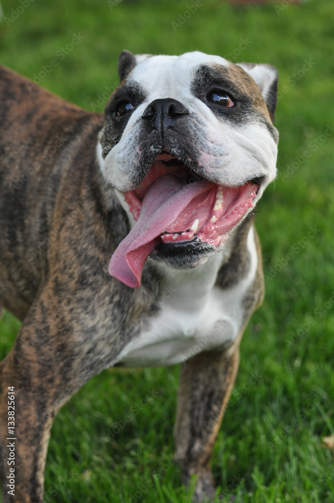 Smiling bulldog with his tongue hanging out
