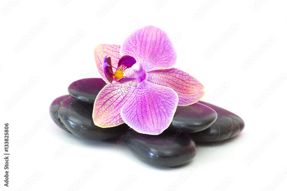zen basalt stones and orchid isolated on white