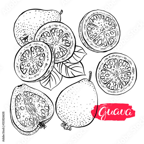 set of sketch ripe guava