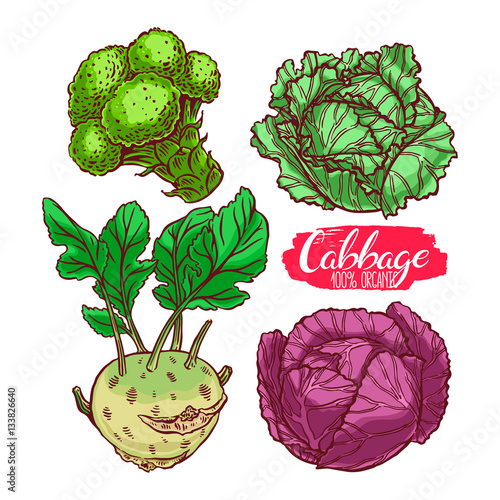 set of different cabbages