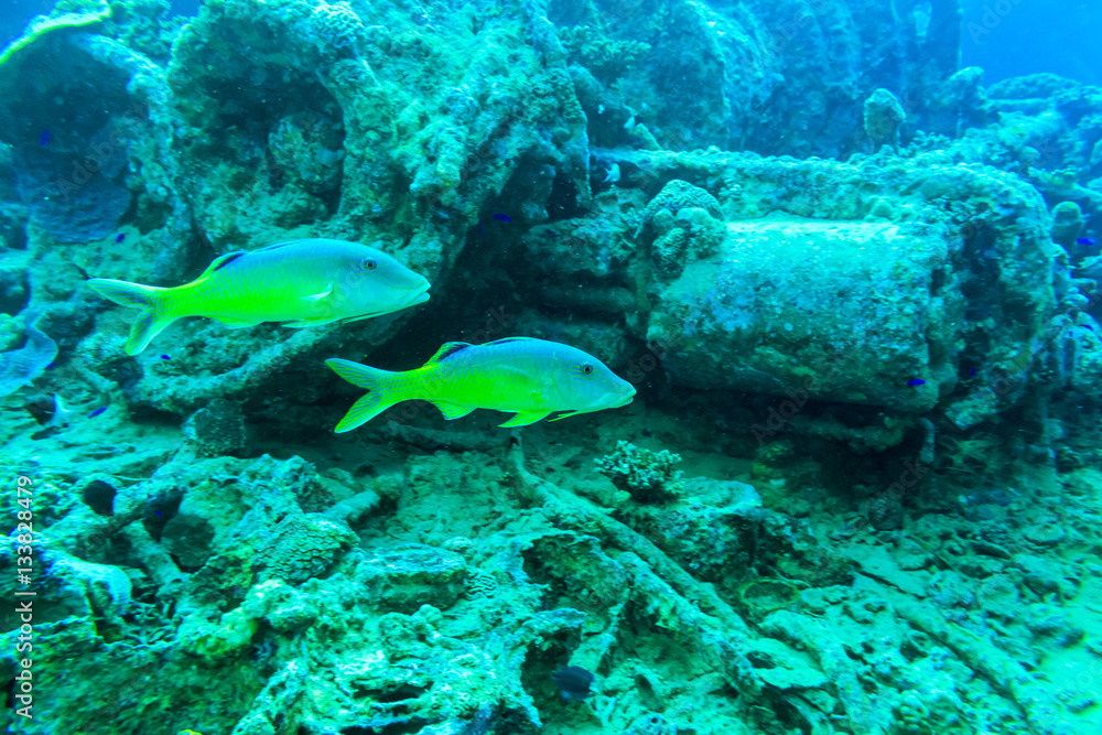 Fototapeta premium Na zatopionym statku. Thistlegorm.